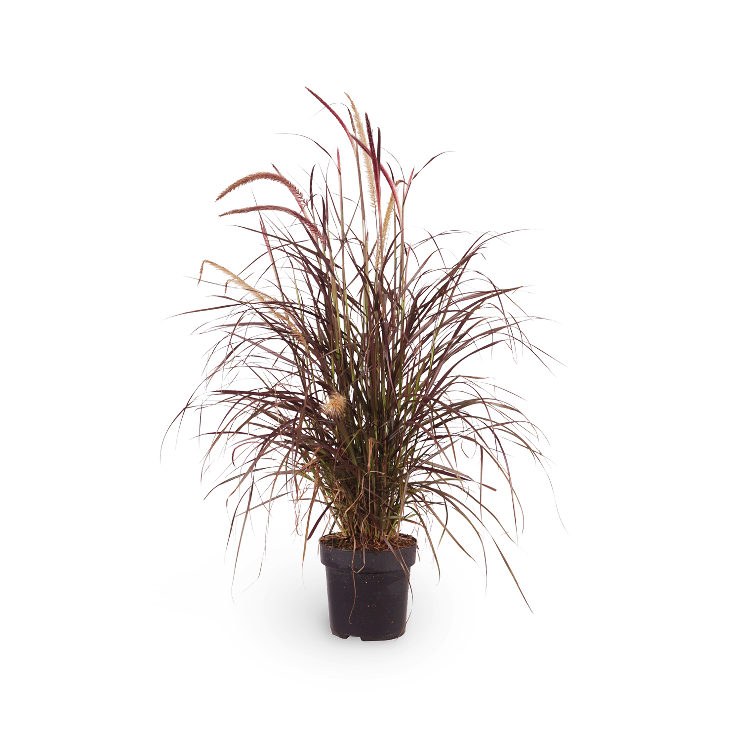 Pennisetum setaceum 'Rubrum'