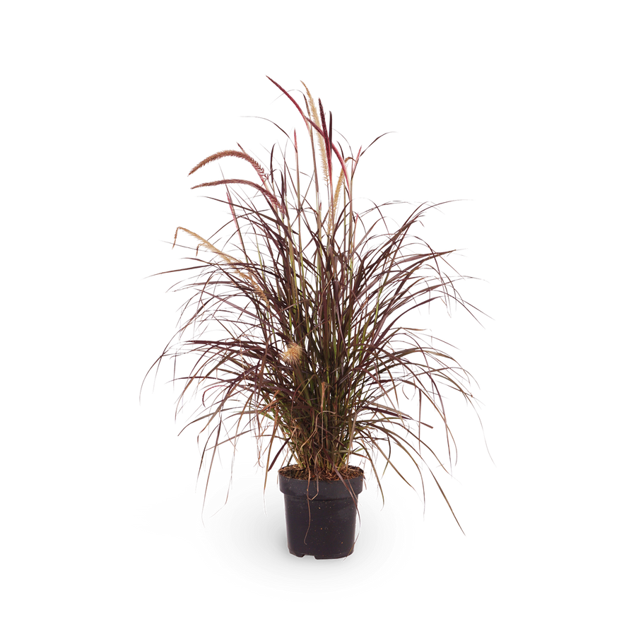 Pennisetum setaceum 'Rubrum'