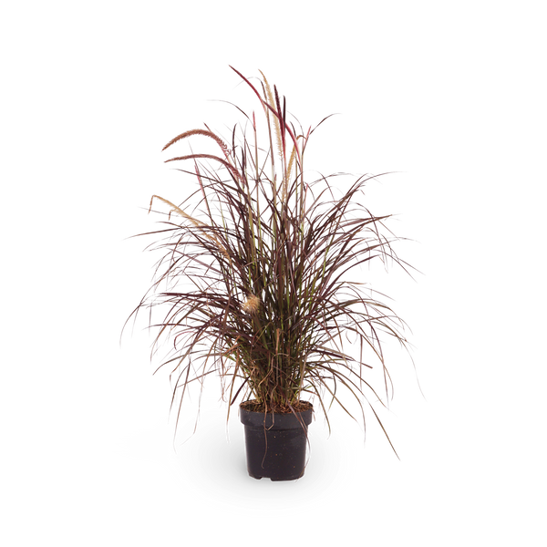 Pennisetum setaceum 'Rubrum'