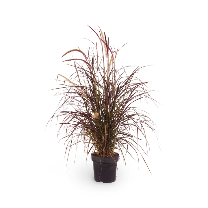 Pennisetum setaceum 'Rubrum'