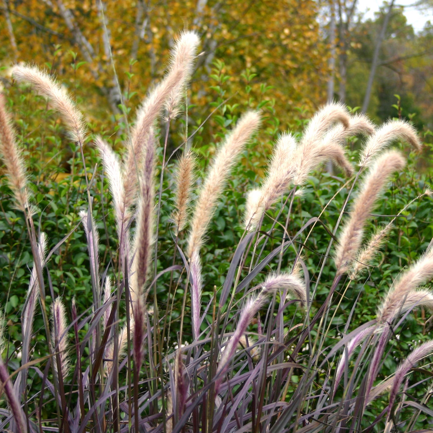 Pennisetum setaceum 'Rubrum'