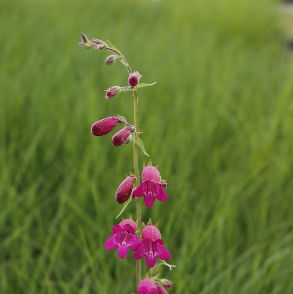 Penstemon x cultorum 'Tabasco'