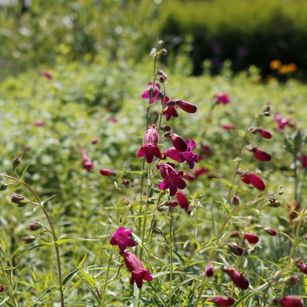 Penstemon x cultorum 'Tabasco'