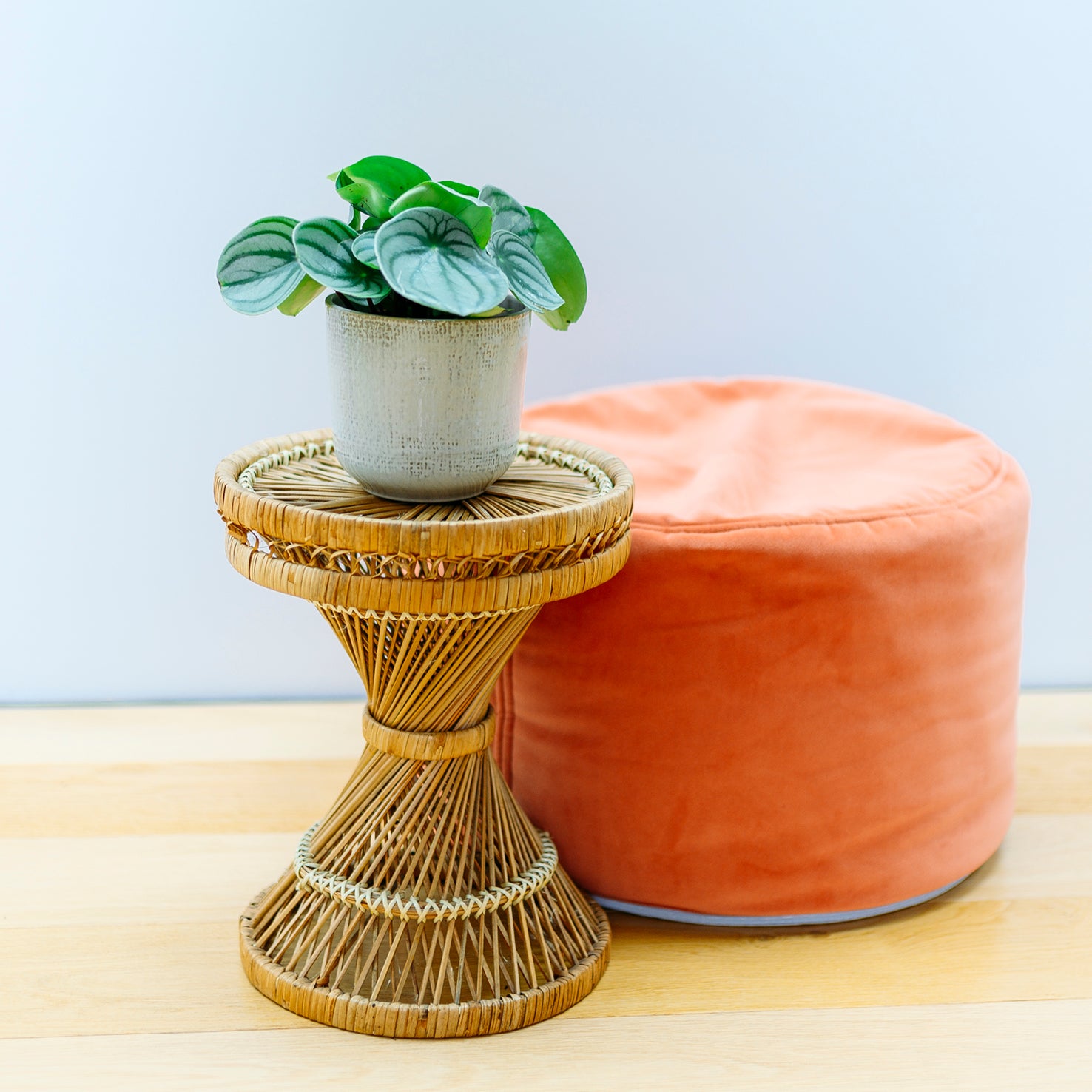 Peperomia argyreia 'Watermelon' im Wohnzimmer
