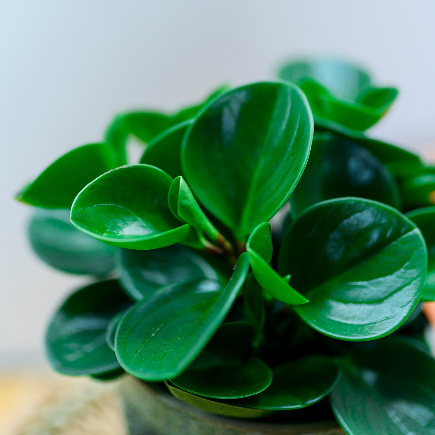 Blätter des Zwergpfeffers 'Greengold'