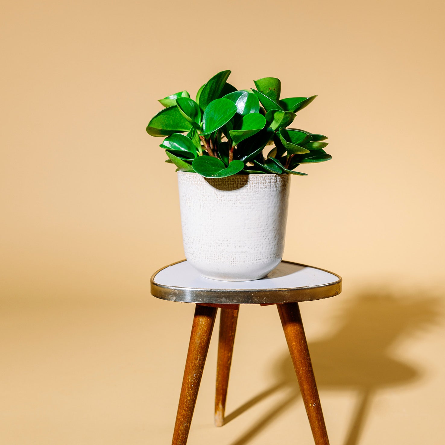Peperomia obtusifolia 'Greengold' als Zimmerpflanze