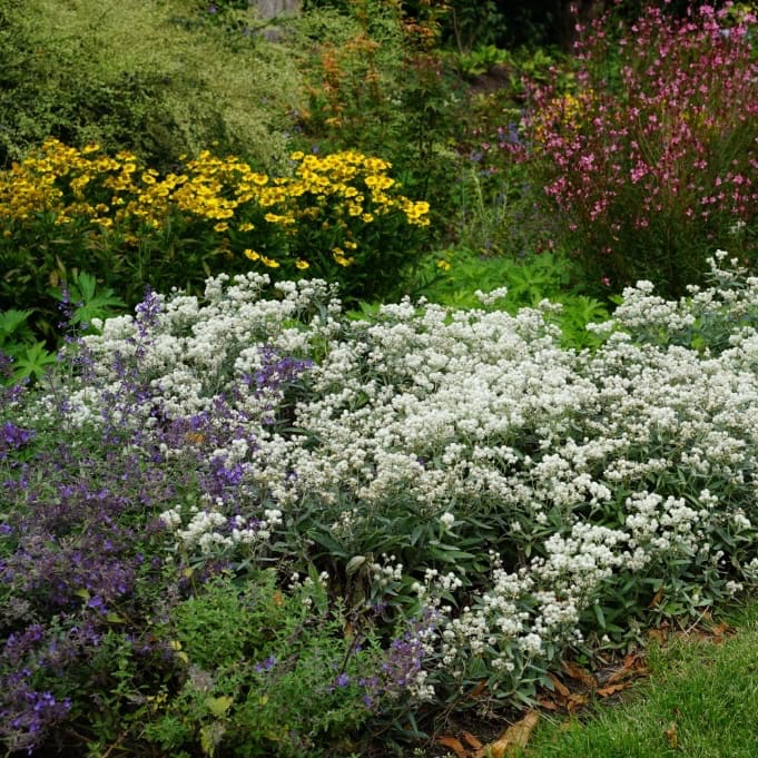 Perlkörbchen 'Silver Wave' Weiß