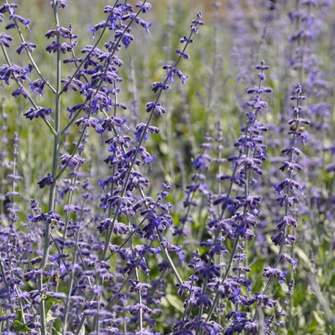 Perovskia atriplicifolia 'Little Spire'®