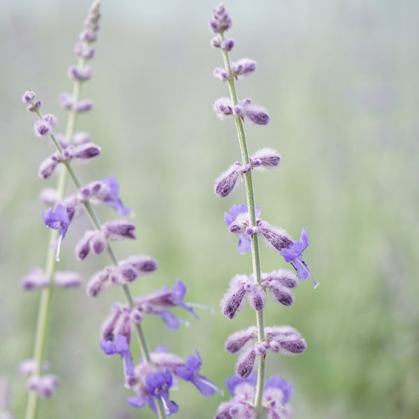 Perovskia atriplicifolia 'Little Spire'®