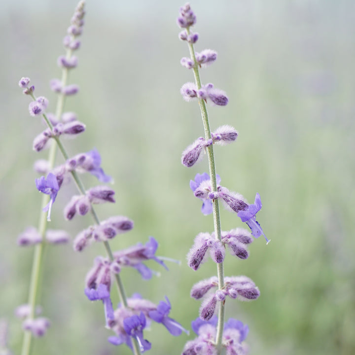 Perovskia atriplicifolia 'Little Spire'®
