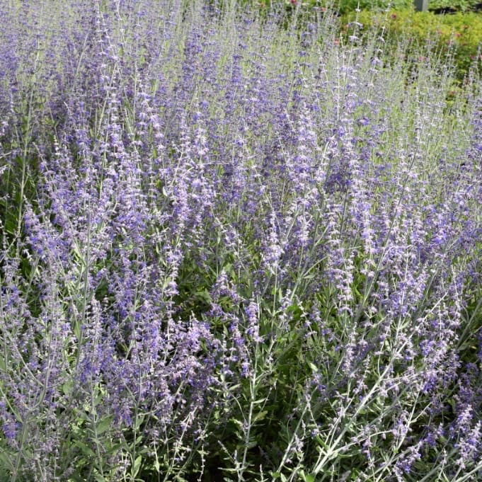 Perovskia atriplicifolia 'Little Spire'®