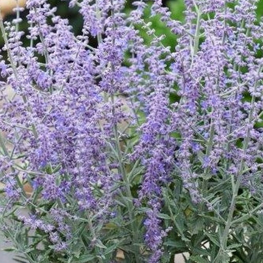 Perovskia atriplicifolia 'Prime Time'®