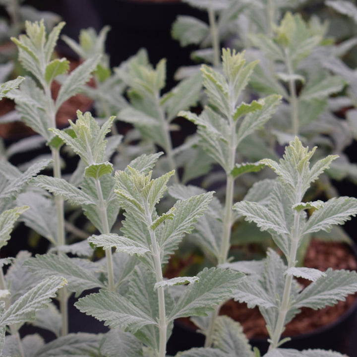Perovskia atriplicifolia 'Silvery Blue'®