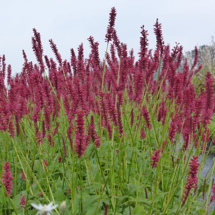 Persicaria amplexic. 'Speciosa'
