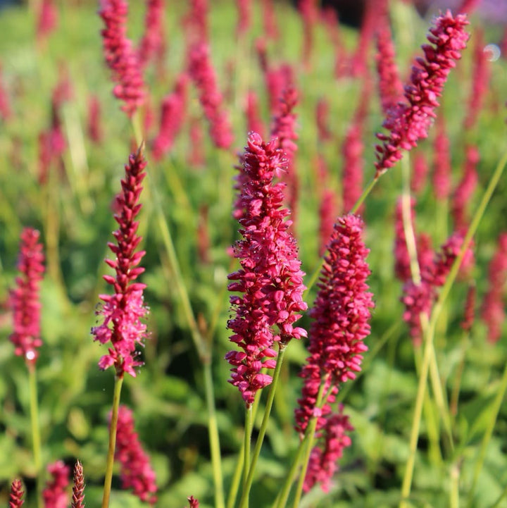 Persicaria amplexic. 'Speciosa'