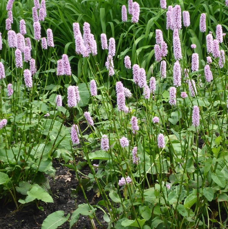 Persicaria bistorta