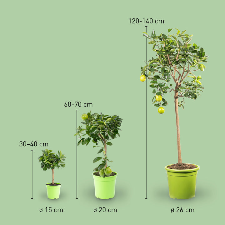 Größe der Persischen Limette LIME TIME®