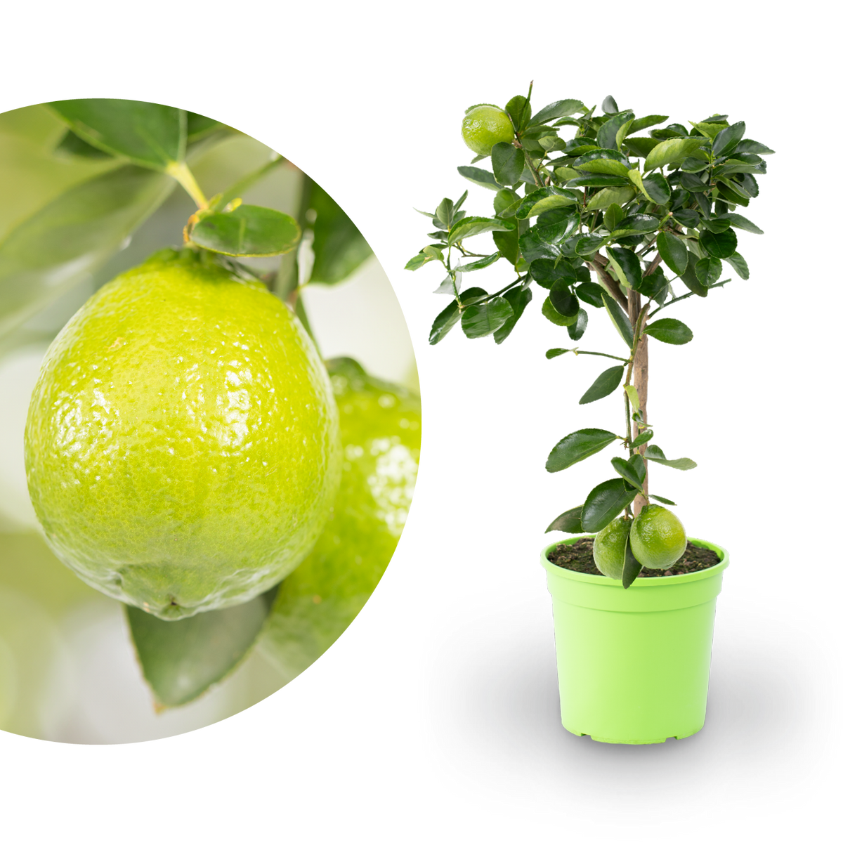 Persische Limette LIME TIME®