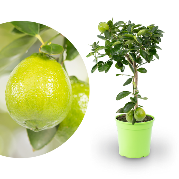 Persische Limette LIME TIME®