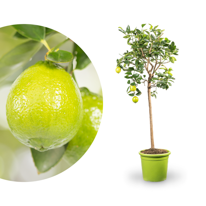Persische Limette XXL-Größe