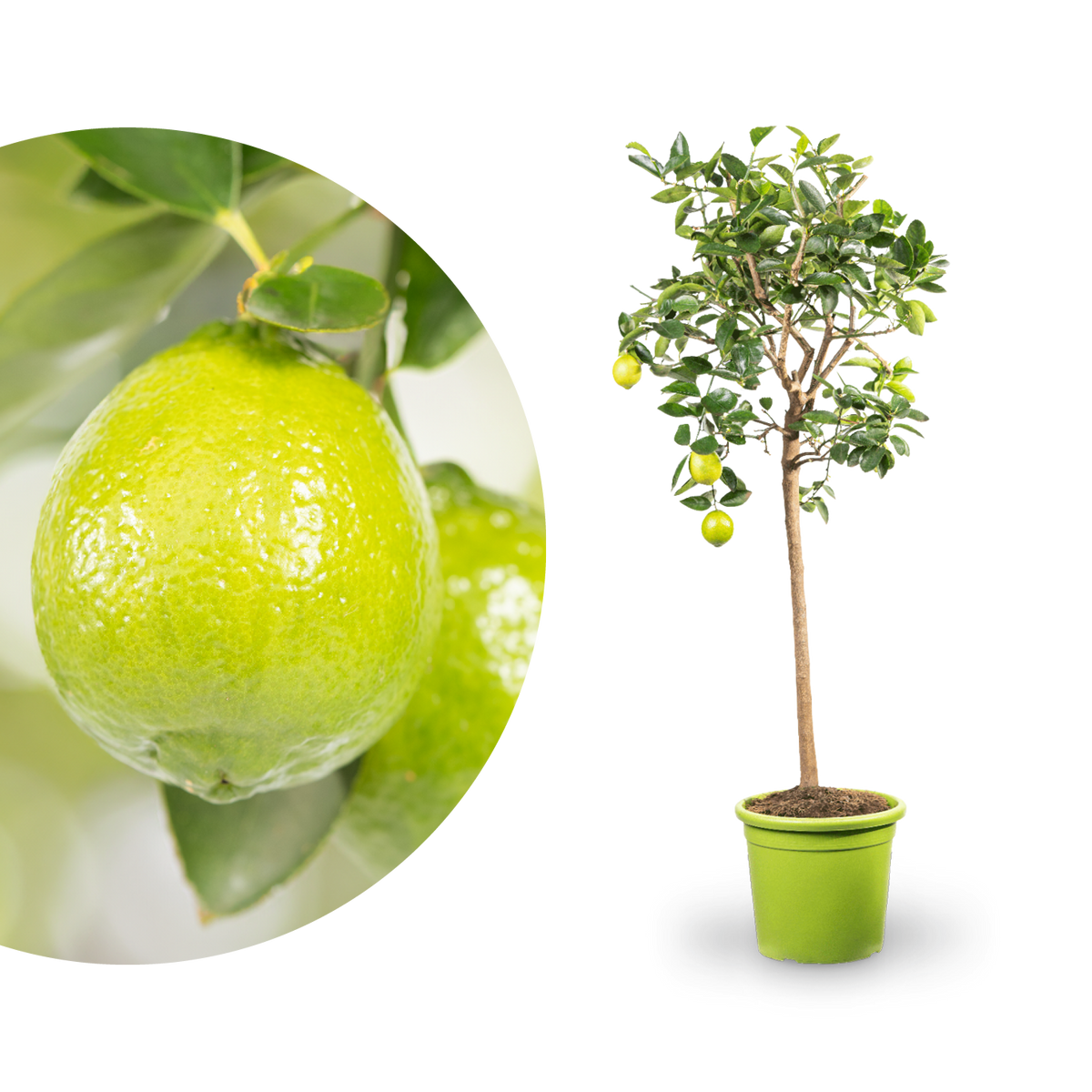 Persische Limette LIME TIME® XXL-Größe