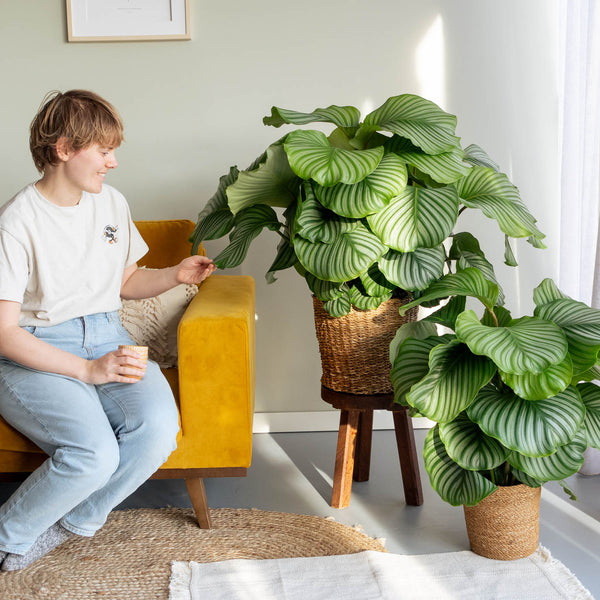 Person mit großer Calathea orbifolia im Wohnzimmer