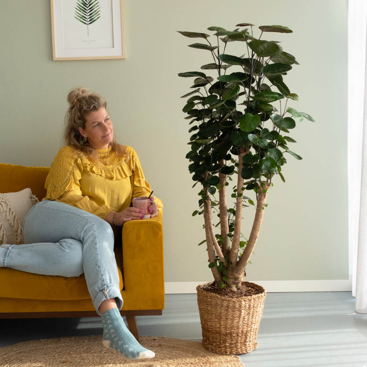 Person mit großer Polyscias scutellaria im Wohnzimmer