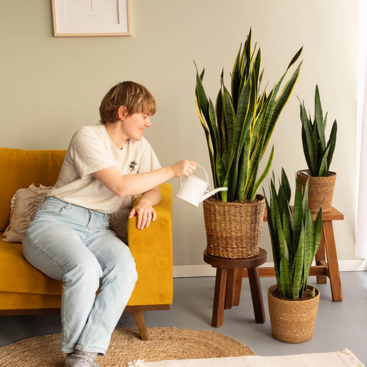sansevieria laurentii kaufen Bogenhanf 'Laurentii' XXL-Größe kaufen