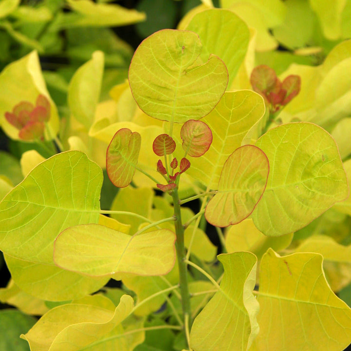 Blätter des Perückenstrauchs 'Golden Spirit'®