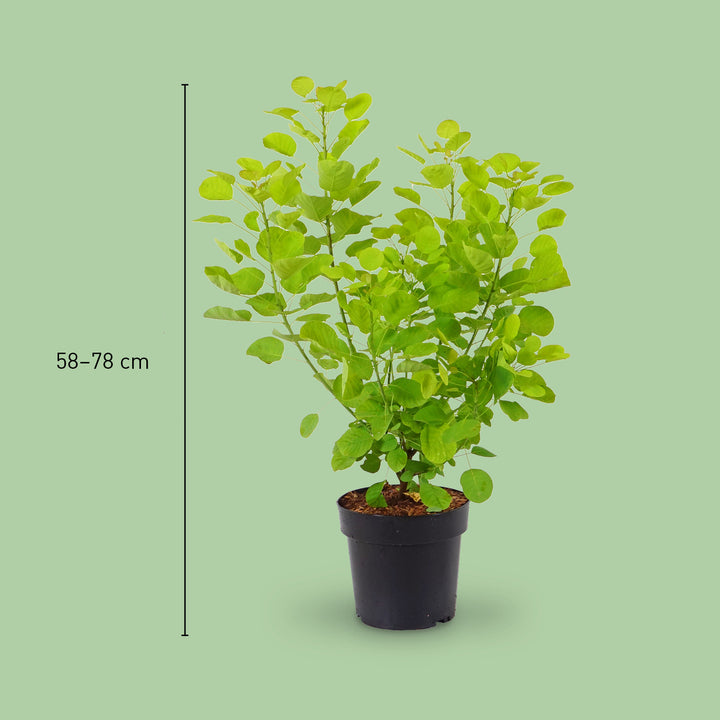 Größe des Perückenstrauchs 'Golden Spirit'®
