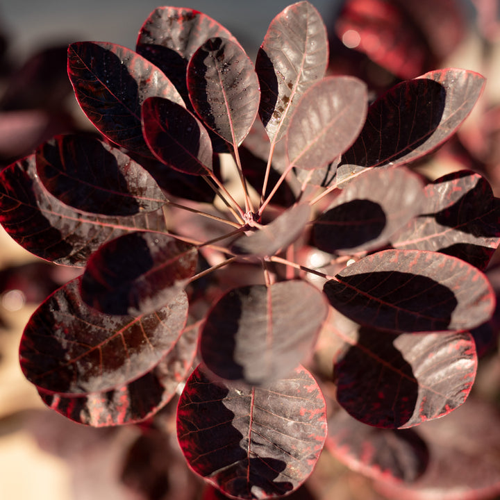Blätter des Roten Perückenstrauchs 'Royal Purple'®