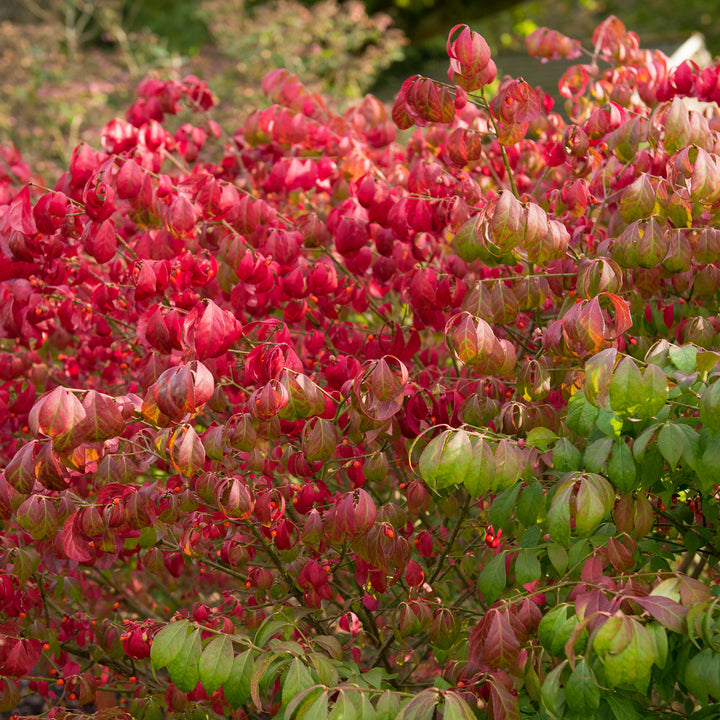 Herbstfärbung des Korkflügelstrauch 'Compactus'