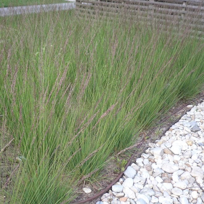 Pfeifengras 'Edith Dudszus'