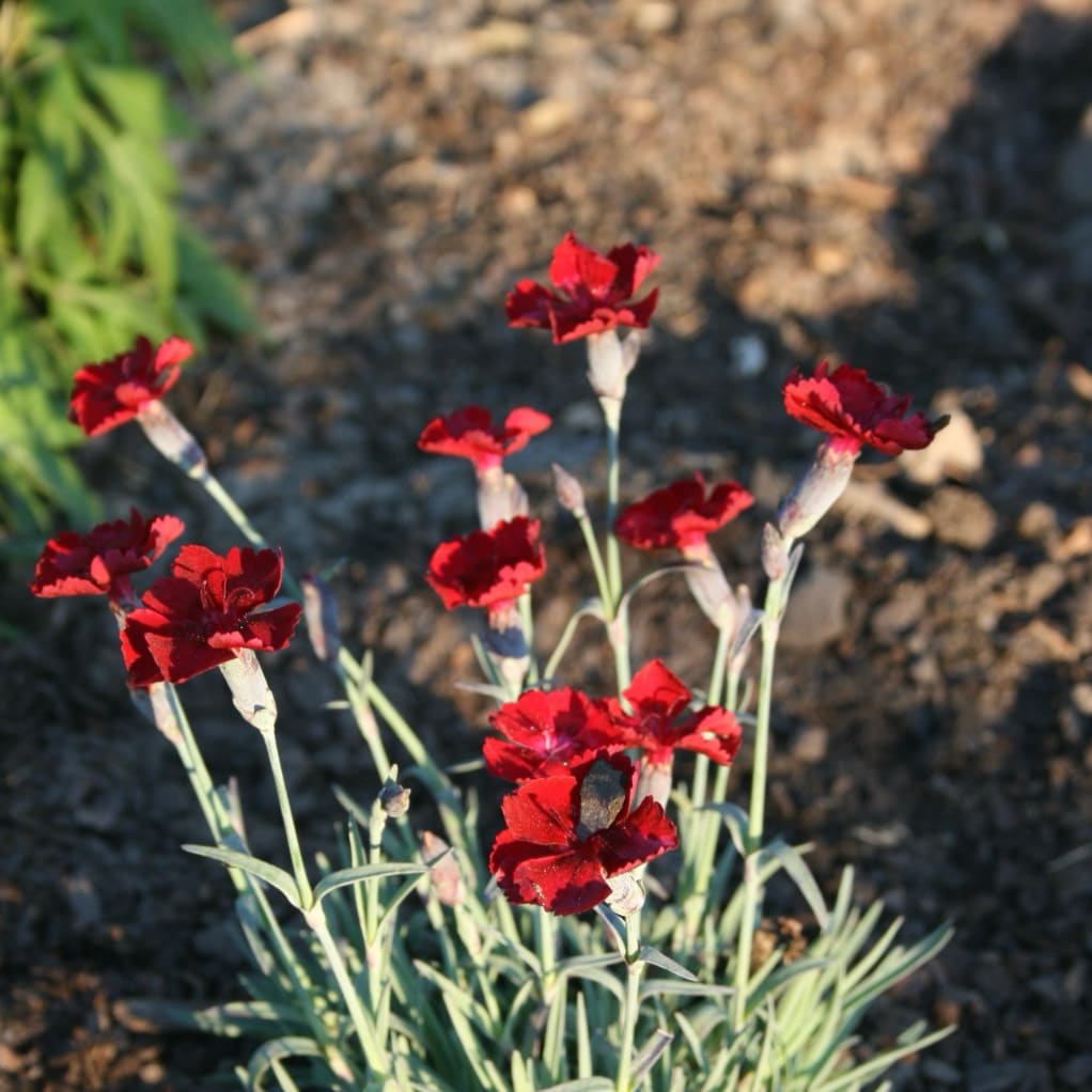 Pfingst-Nelke 'Rubin' Rot