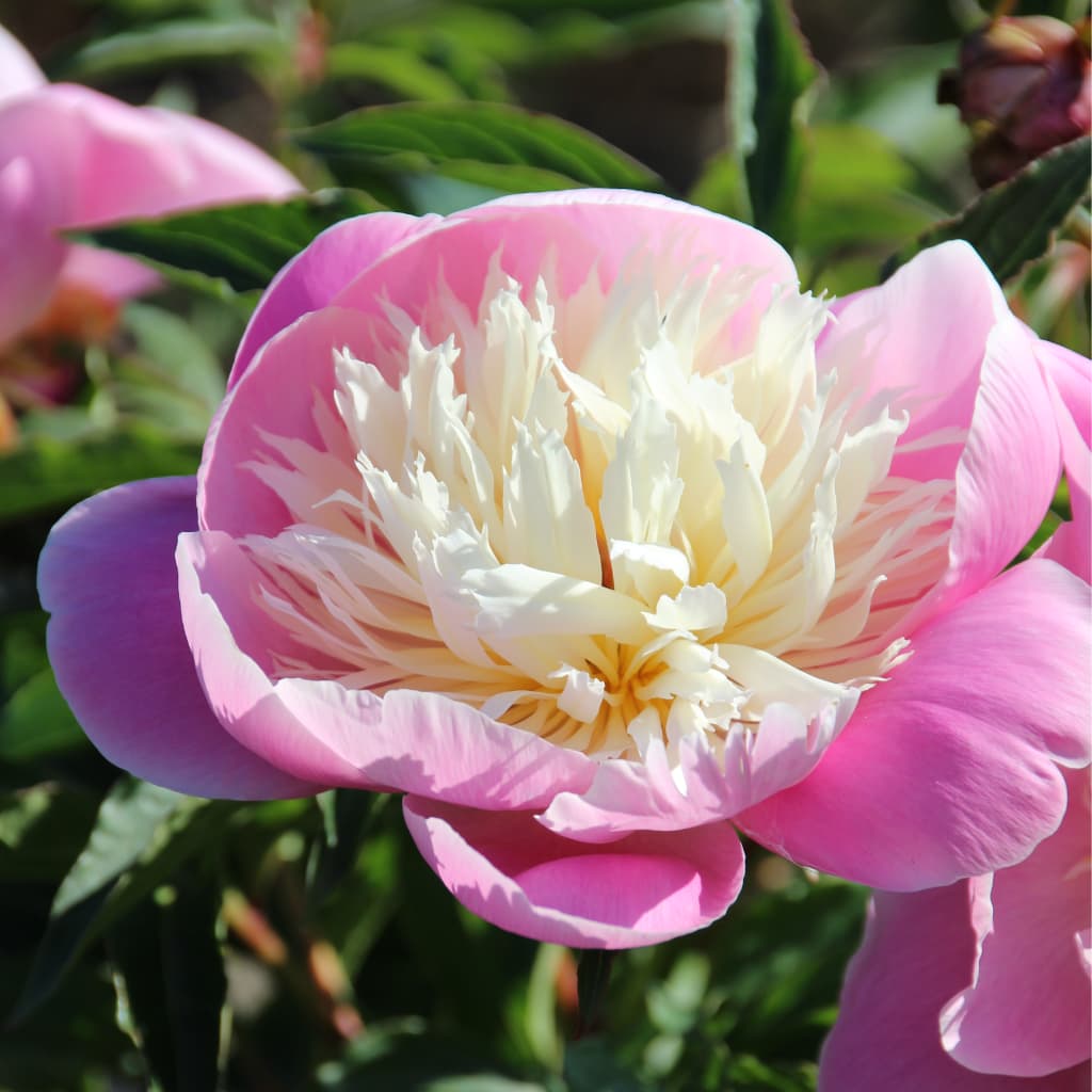 Pfingstrose 'Bowl of Beauty' Rosa