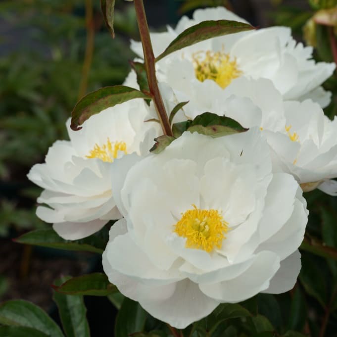 Pfingstrose 'Duchesse de Nemours' Weiß