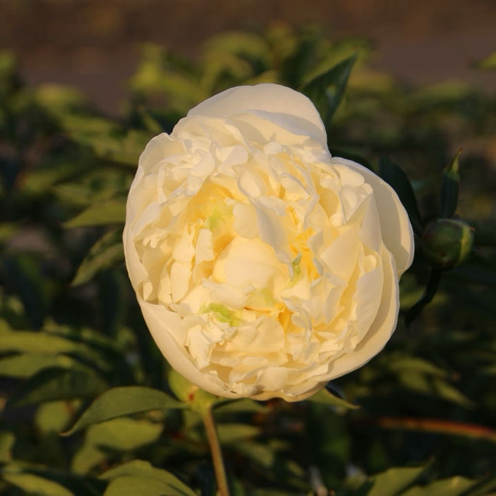 Pfingstrose 'Duchesse de Nemours' Weiß