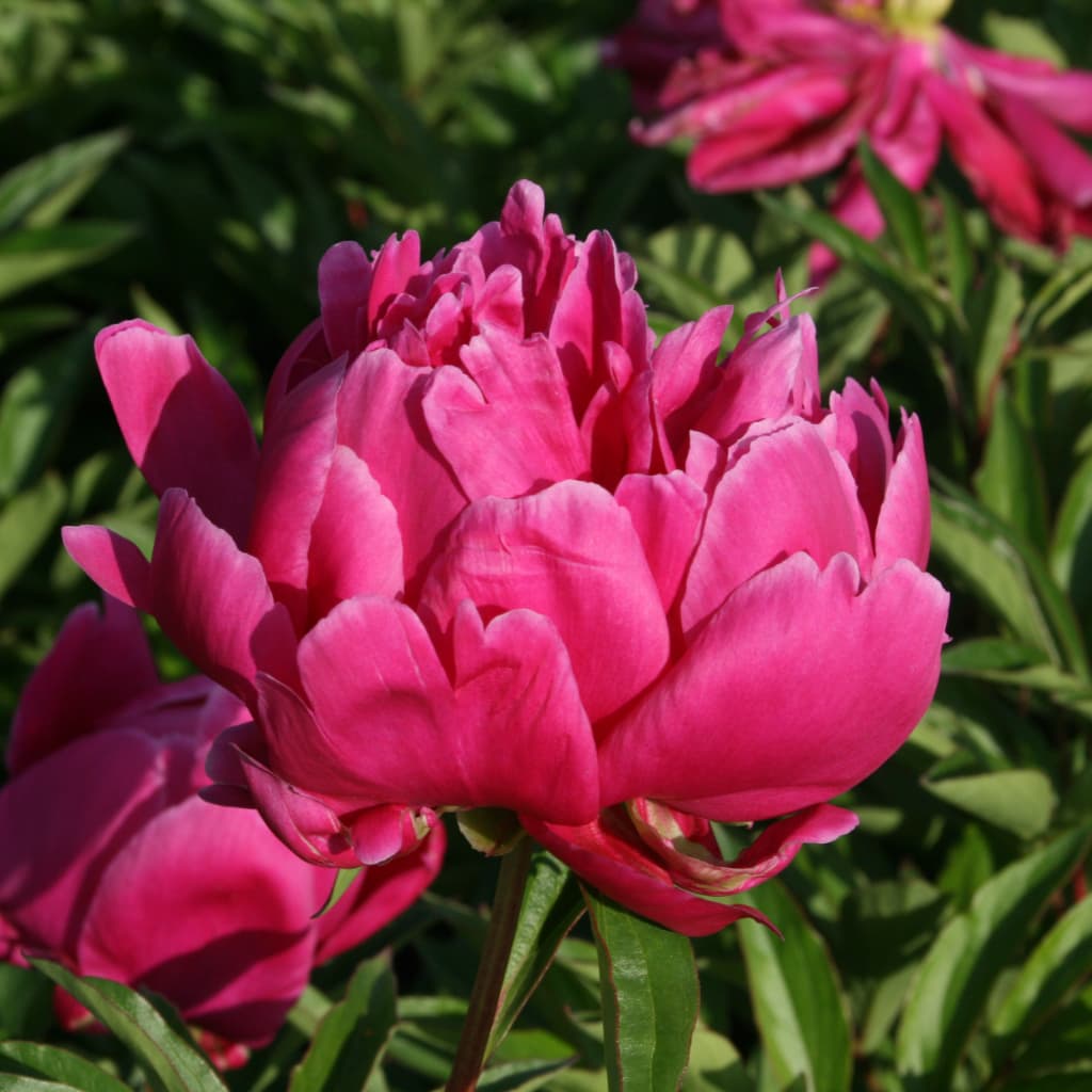 Pfingstrose 'Karl Rosenfield' Purpur