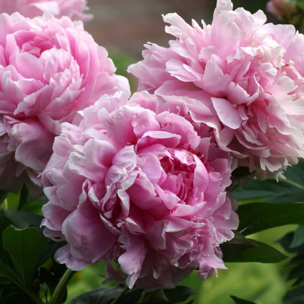 Pfingstrose 'Sarah Bernhardt' Rosa