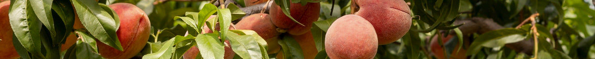 Pfirsichbaum