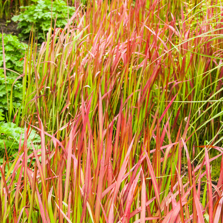 Japanisches Blutgras ‘Red Baron’