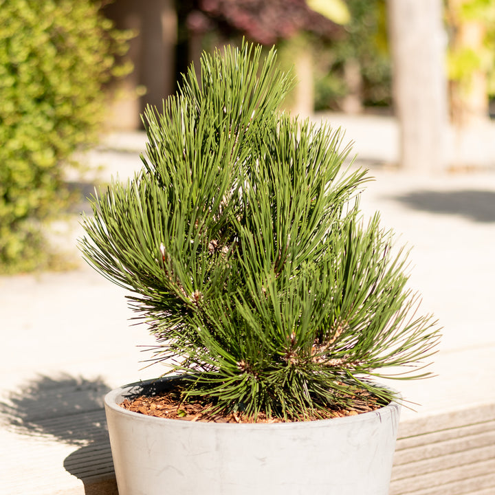 Schlangenhaut-Kiefer Botanico® 'Malinki'