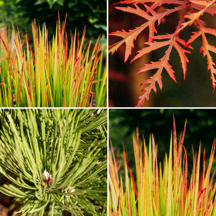 Pflanzen-Set Asiagarten Zen
