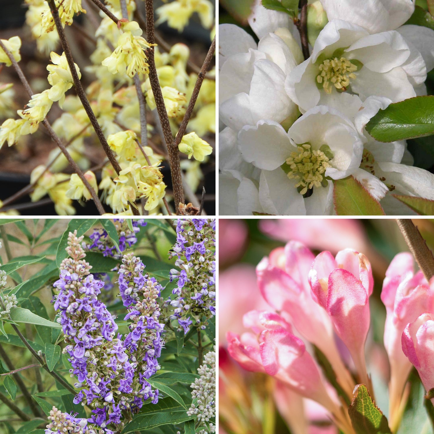 Pflanzen-Set Bienenfreundliche Sträucher mit langer Blüte