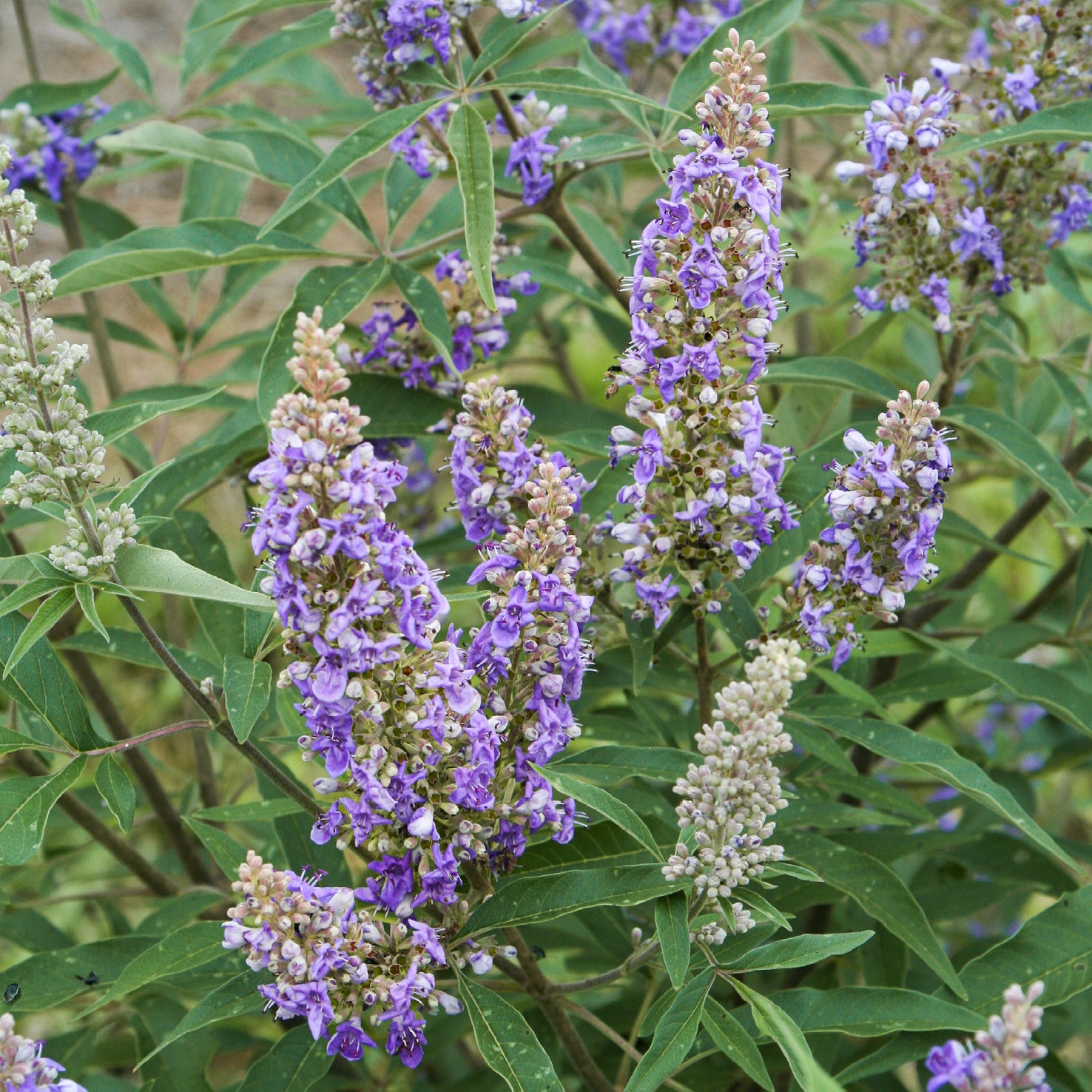 Bienenfreundliche Sträucher Lange Blütezeit Plantura Shop