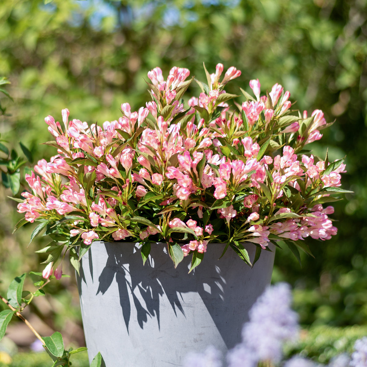 Weigelie 'Pink Poppet'