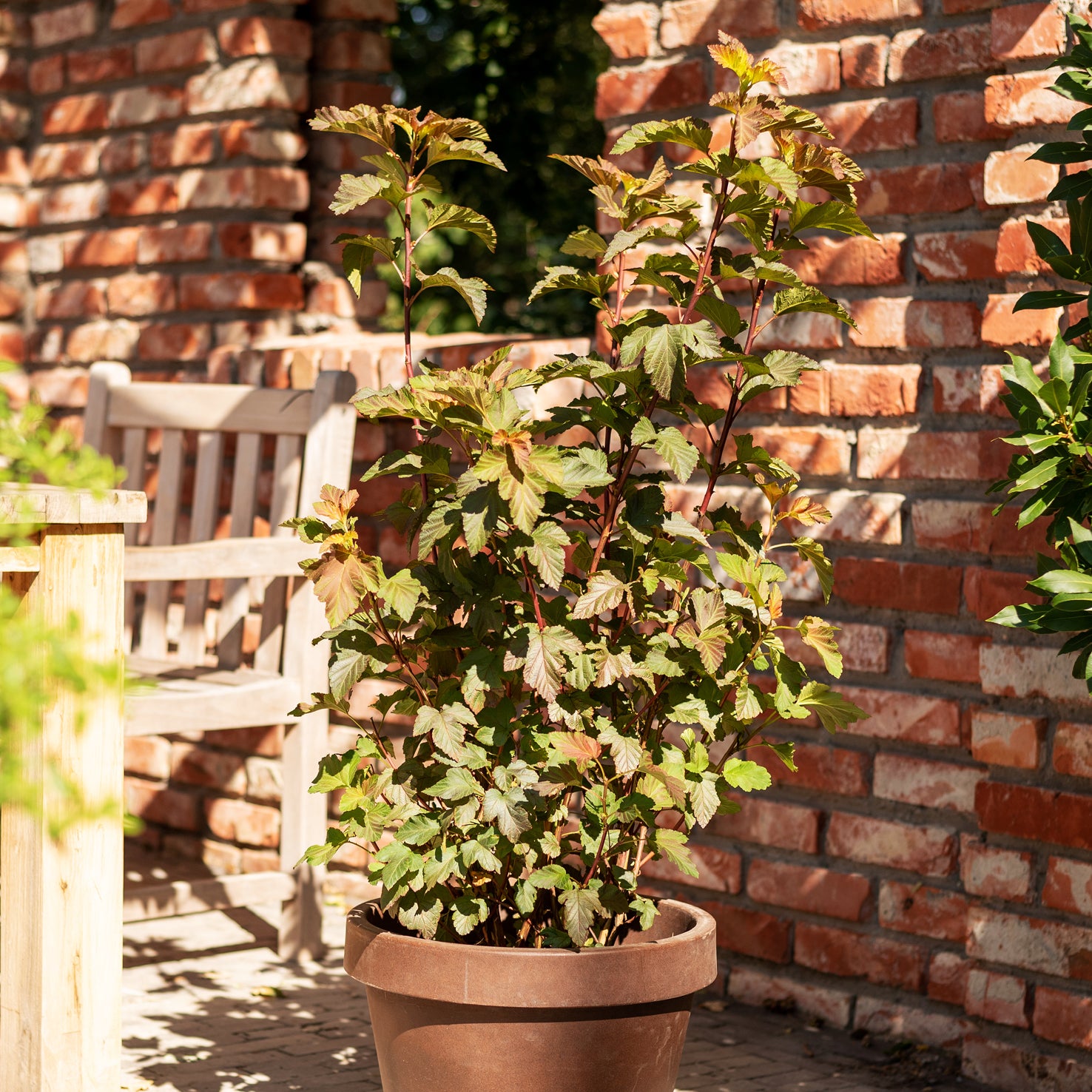 Buntblättrige Blasenspiere 'Amber Jubilee'®