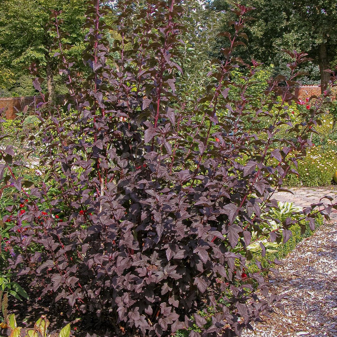 Dunkelrote Blasenspiere 'Diabolo'®