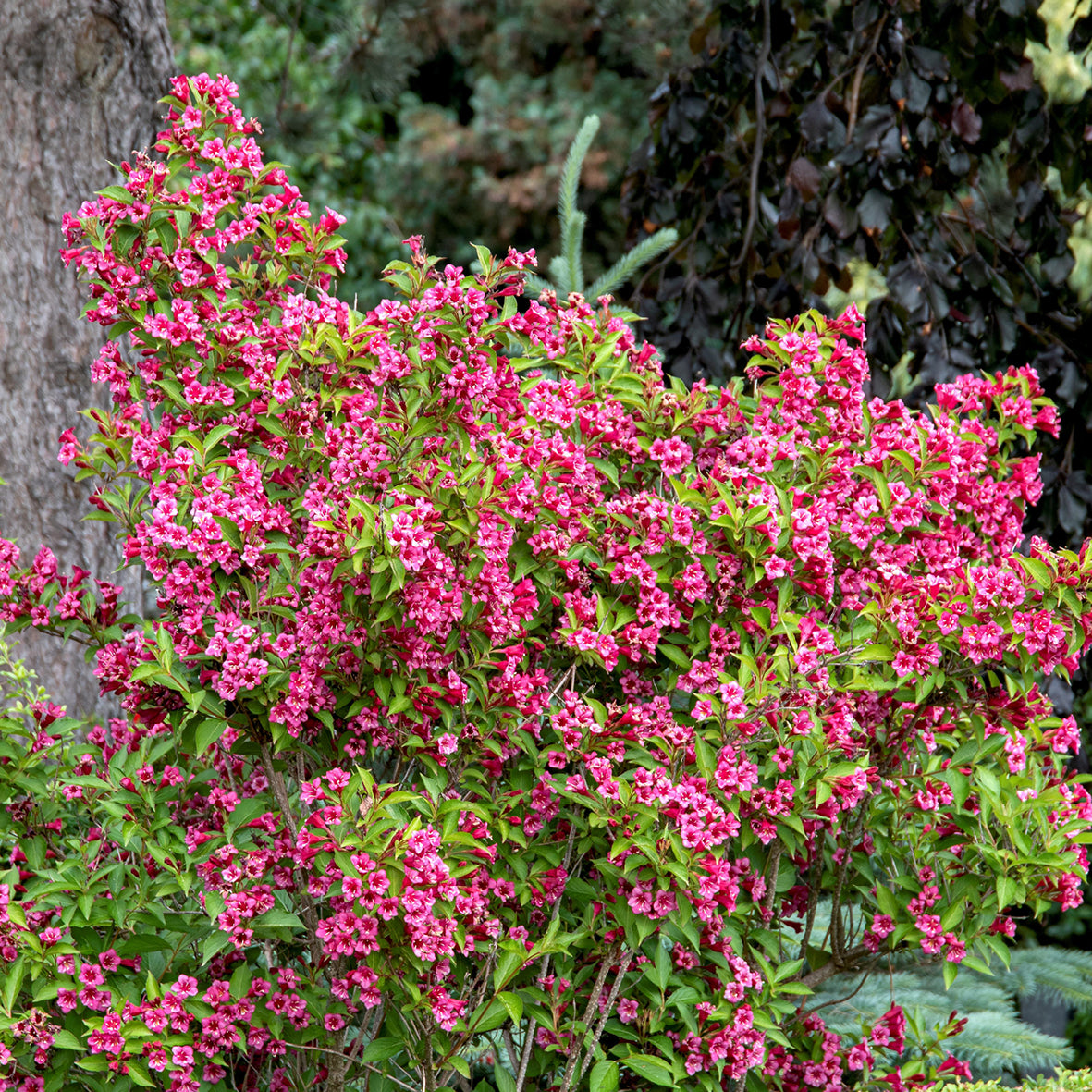 Deutzie 'Tourbillon Rouge'
