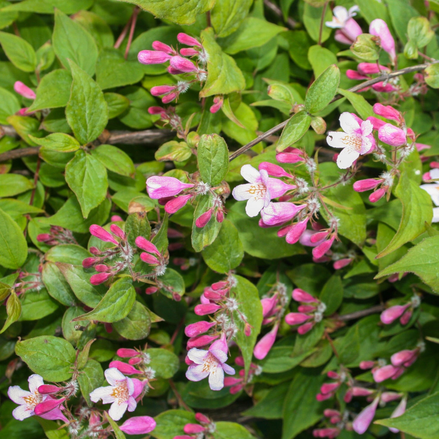 Kolkwitzie Rosa